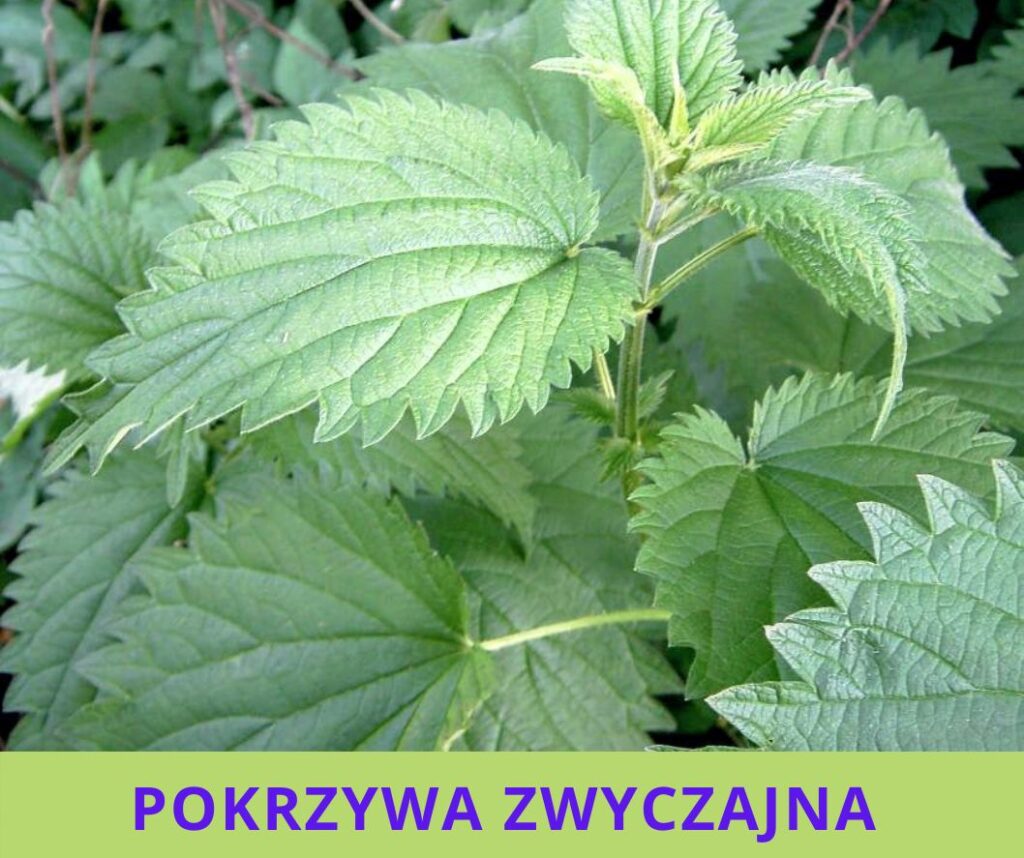 Pokrzywa – ostatnie fakty i właściwości